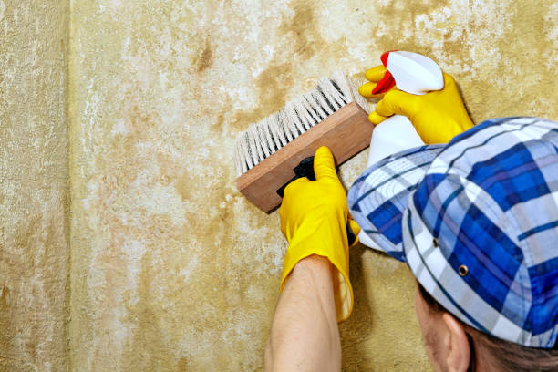 Best Mold Damage Restoration  in Plantsville, CT