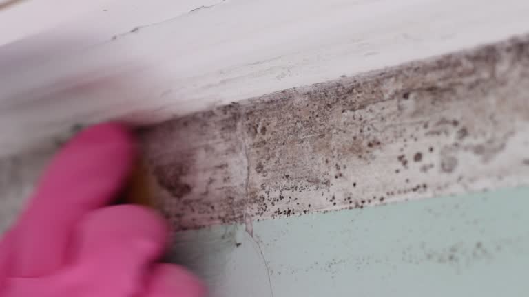 Best Emergency Mold Remediation  in Plantsville, CT